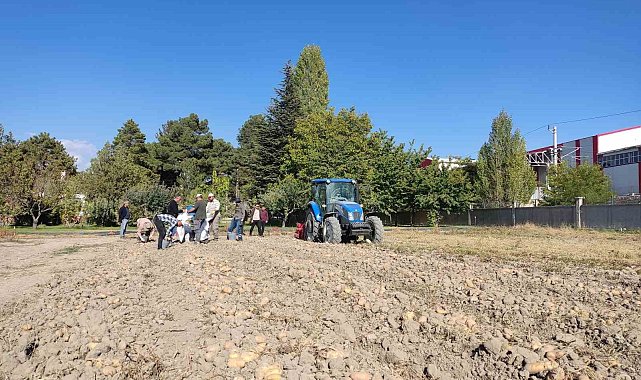 Niğde'de yerli patates 'Leventbey'de hasat dönemi başladı