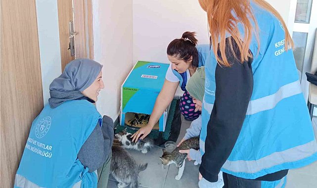 Öğrenciler kış öncesi sokak hayvanları için barınak yaptı