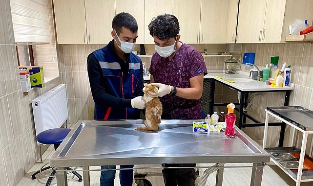 Sincan'da sokak hayvanları için 78 besleme noktası