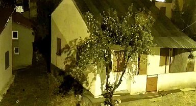 Sivas'ta aç kalan ayılar köyde tırmandıkları ağaçta meyve yedi