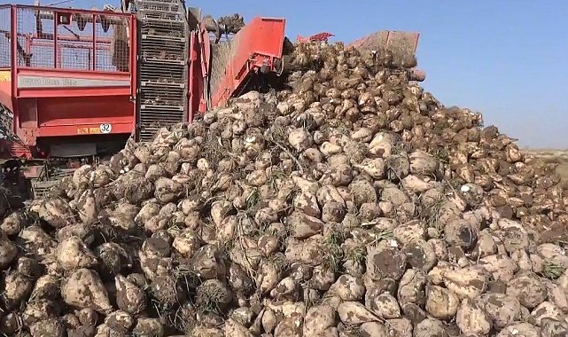 Tahıl ambarı Konya'da 7 milyon ton pancar rekolte beklentisi
