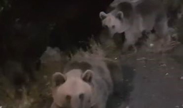 Tarım ve Orman Bakanlığı ekiplerinin arazi çalışmasına boz ayılar da eşlik etti