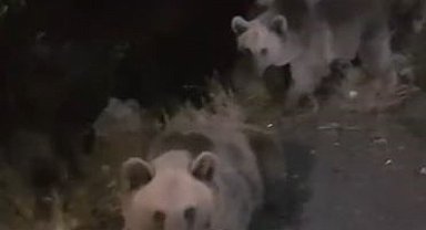 Tarım ve Orman Bakanlığı ekiplerinin arazi çalışmasına boz ayılar da eşlik etti