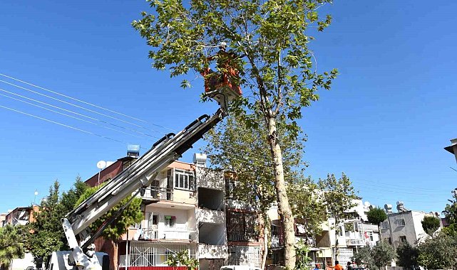 Toroslar Belediyesinden ağaçlara kış bakımı