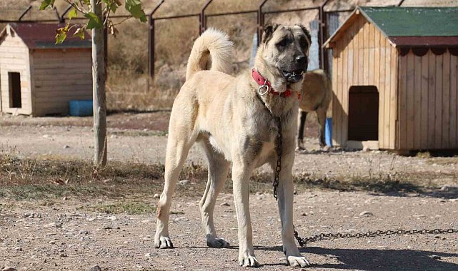 Uzmanı gerçek kangal köpeklerinin özelliklerini anlattı