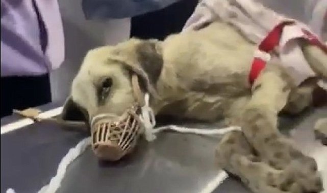 Vatandaş buldu belediye ekipleri köpeğin tedavisini üstlendi