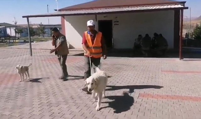 Yaralı köpeğe belediye sahip çıktı