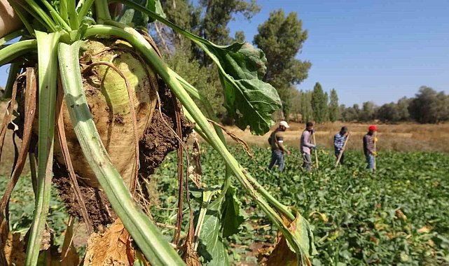 Yozgat'ta şeker pancarı hasadı başladı