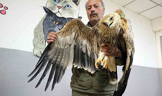 Yozgat'ta yorgun ve bitkin halde şah kartalı bulundu