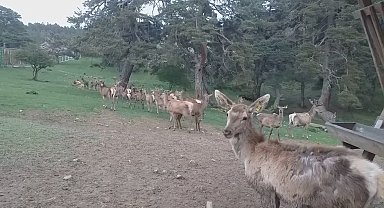 12 kızıl geyik üretilerek doğaya salındı
