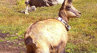 21 yaban keçisi yaklaşık bir yıl boyunca uydu verileriyle izlendi: Takip boyunca pek çok veri ortaya çıktı