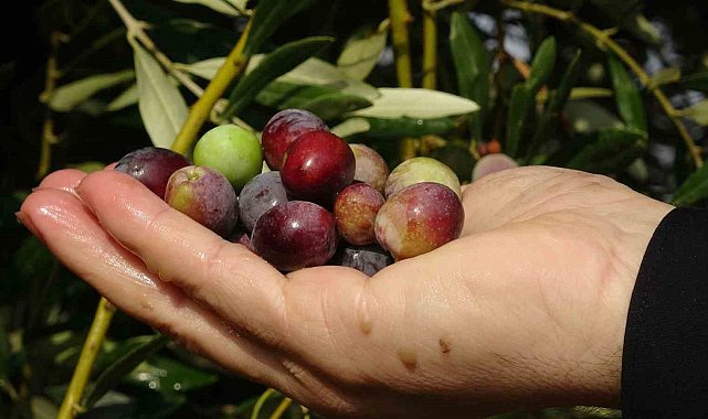 300 yıllık zeytin ağaçlarında rekolte düşük verim yüksek