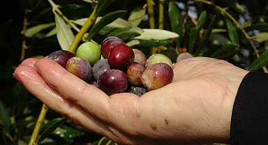 300 yıllık zeytin ağaçlarında rekolte düşük verim yüksek
