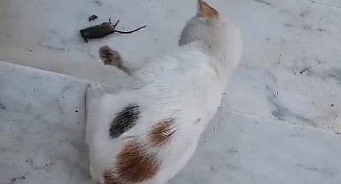 'Kedinin fareyle oynadığı gibi oynamak' deyimi gerçek oldu