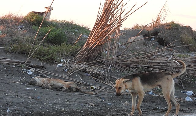 'Köpeği bilerek ezdi' iddiası