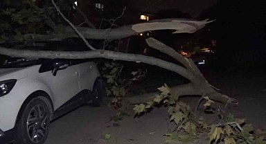 Ağaç ve elektrik direği araçların üzerine devrildi, 2 araç hasar aldı