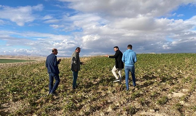 Ankara'da hasat edilen pancarlar dağ gibi birikti