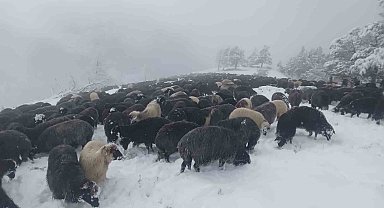 Artvin'de ani bastıran kar sürü sahiplerine zor anlar yaşattı