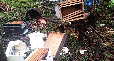 Artvin'de ayılar arı kovanlarına zarar verdi, 100 kg kestane balını midelerine indirdi