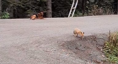 Artvin'de dağ evinde elleriyle beslediği tilkiyi yolda görünce aracını durdurup eve davet etti