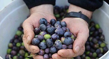 Artvin'in Yusufeli ilçesinin ödüllü Butko zeytininin hasadına başlandı