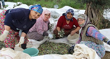 Aydın'da zeytin üreticisi zamanla yarışıyor