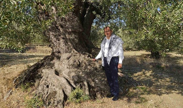 Başkan Ergin zeytin ağacı gününü unutmadı