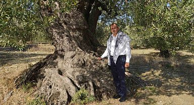 Başkan Ergin zeytin ağacı gününü unutmadı