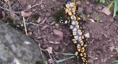 Batman'da Anadolu semenderi görüldü