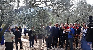 Bayırköy'de zeytin hasadı başladı
