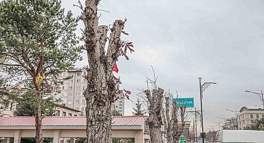 Belediyeden ağaç kesen müdürlük hakkında suç duyurusu