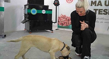 Bilecik Belediye Başkanı Subaşı'ndan köpek katliamıyla ilgili açıklama