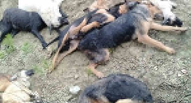 Bilecik'te köpek katliamı