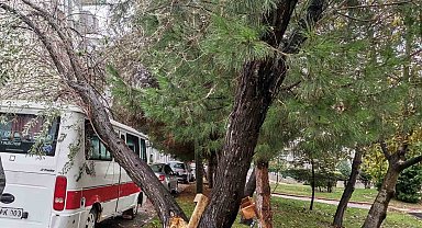 Bilecik'te şiddetli rüzgarda yıkılan ağaç aracın üzerine devrildi