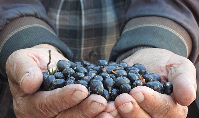 Binbir zahmetle üretiliyor, litresi 180 ila 200 liradan satılıyor