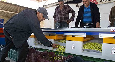 Boylama makinesi zeytin üreticisinin yüzünü güldürüyor