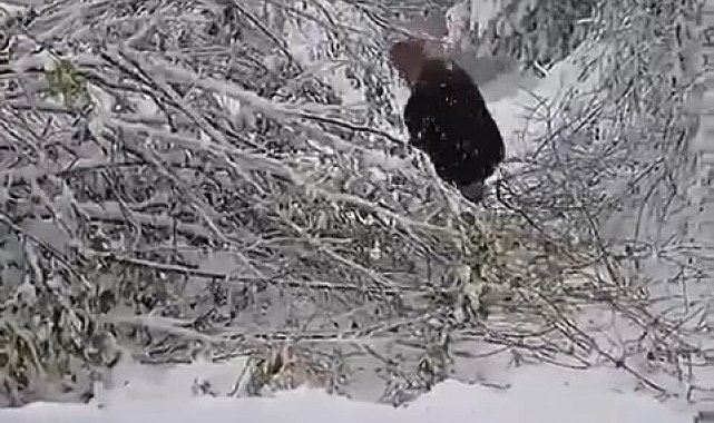 Bursa'da ağacın elektrik direğinin üzerine devrilmesi kesintiye yol açtı