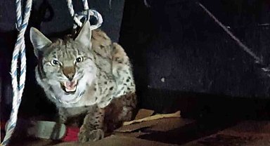 Çatak'ta nesli tehlike altında yaralı vaşak bulundu