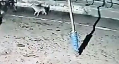 Çiftliğe saldıran kurtlar 2 ineği yaraladı