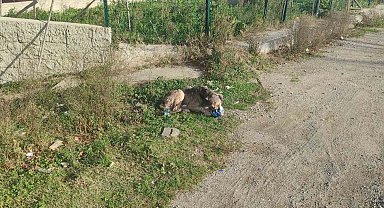 Cips hırsızı köpek kamerada