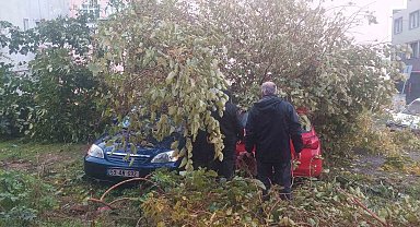 Dev ağaç, otoparktaki araçların üzerine devrildi