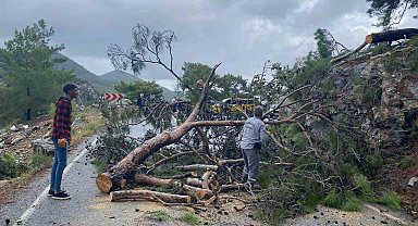 Devrilen ağaç yolu ulaşıma kapattı