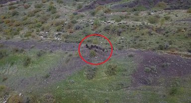 Diyarbakır'da domuz sürüsünün kaçışı dronla görüntülendi