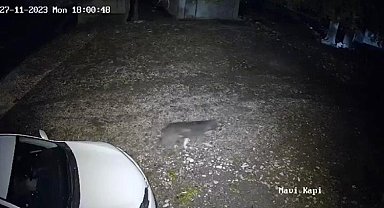 Diyarbakır'da evin önünden geçen kurt kameraya takıldı