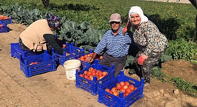 Domateste güz hasadı başladı, düşen fiyatlar üreticiyi memnun etmedi