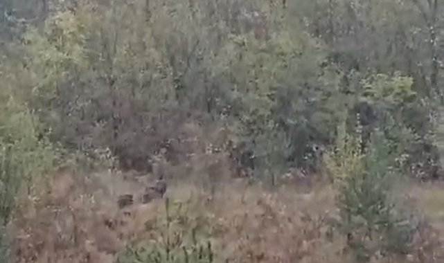 Domuz sürüsü fırtınadan böyle kaçtı