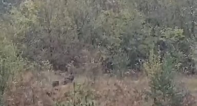 Domuz sürüsü fırtınadan böyle kaçtı