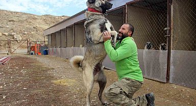 Dünyanın en sadık ve en cesur sürü koruma köpeği