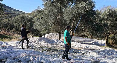Efeler'in zeytinleri için hasat başladı