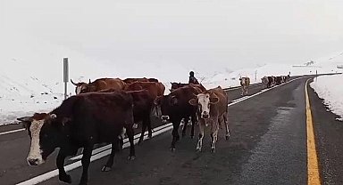 Erzurum'da yaylacıların zorlu yolculuğu